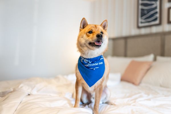 A dog with a blue bandana sits on a neatly made bed with white bedding, in a well-lit bedroom with framed pictures on the wall.