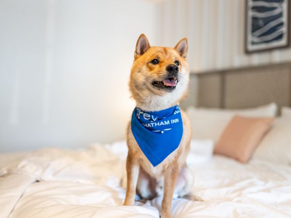 A dog wearing a blue bandana sits on a neatly made bed with pillows in the background and framed artwork on the wall.