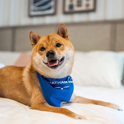 A happy Shiba Inu is lying on a bed, wearing a blue bandana. The room has framed artwork on the wall in the background.