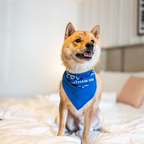 A dog wearing a blue bandana sits on a white bed. The room has minimalist decor with framed pictures on the wall.