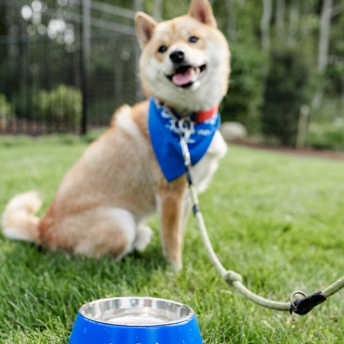 A dog with a blue bandana sits on grass, tethered by a leash. In front of it is a blue dog bowl labeled 