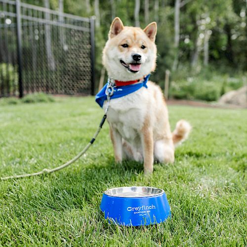 A Shiba Inu dog wearing a blue bandana and red collar is sitting on the grass with a blue food bowl labeled 