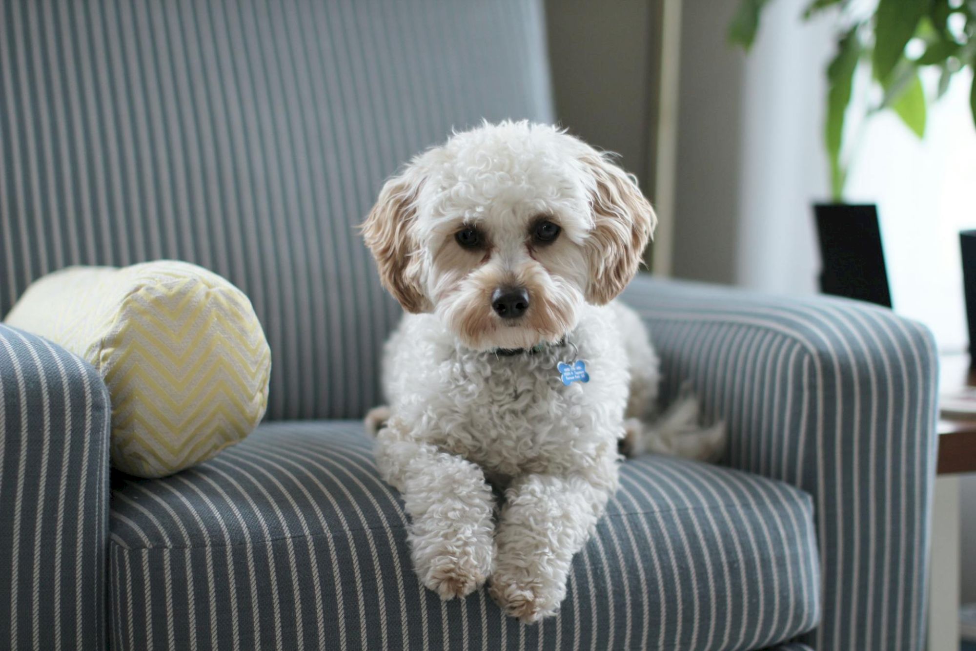 A small, fluffy dog is sitting on a striped armchair with a yellow cushion, looking at the camera.
