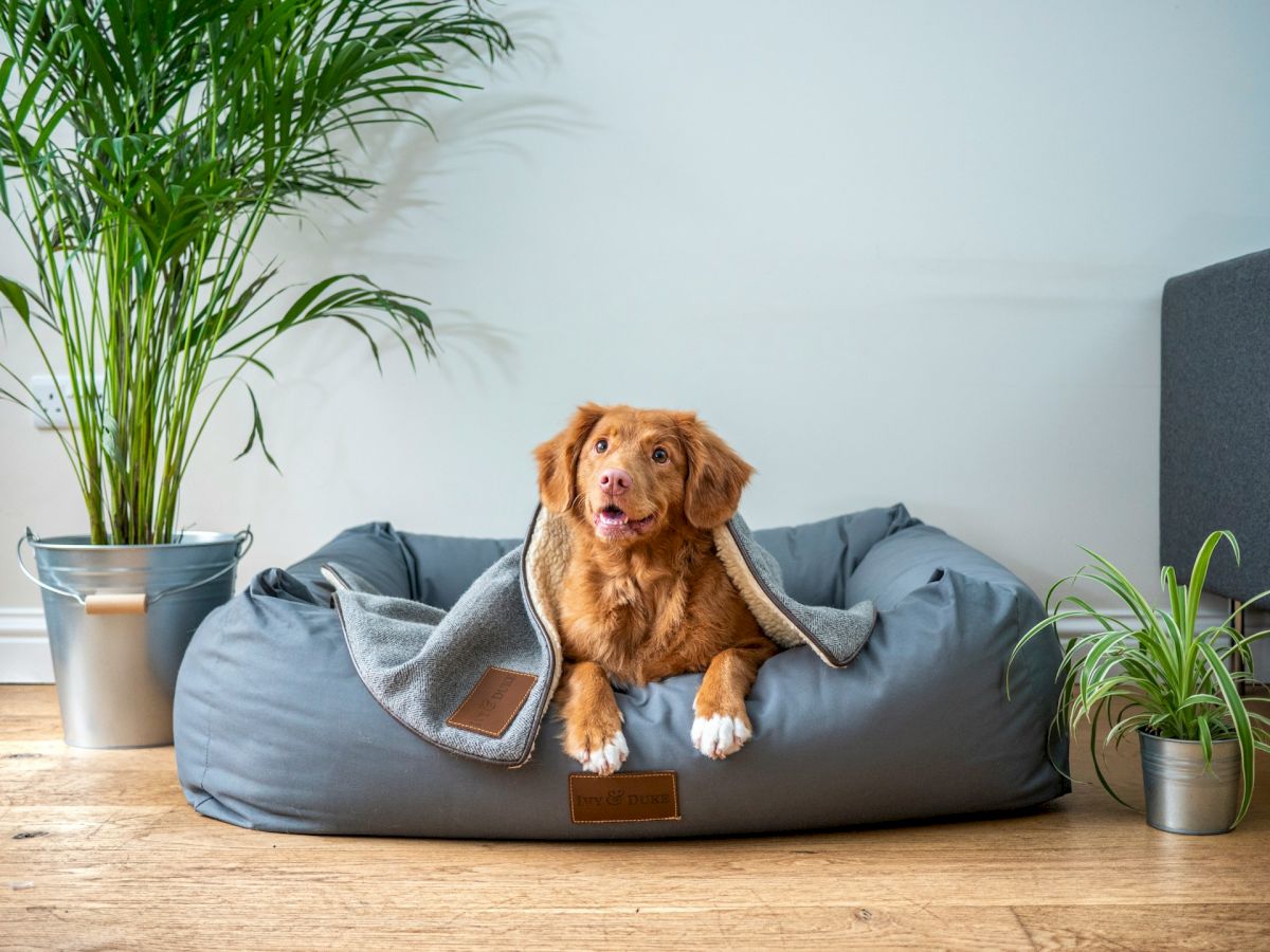 A dog sits on a gray pet bed with a blanket, surrounded by plants on a wooden floor in a cozy room, looking directly at the camera.