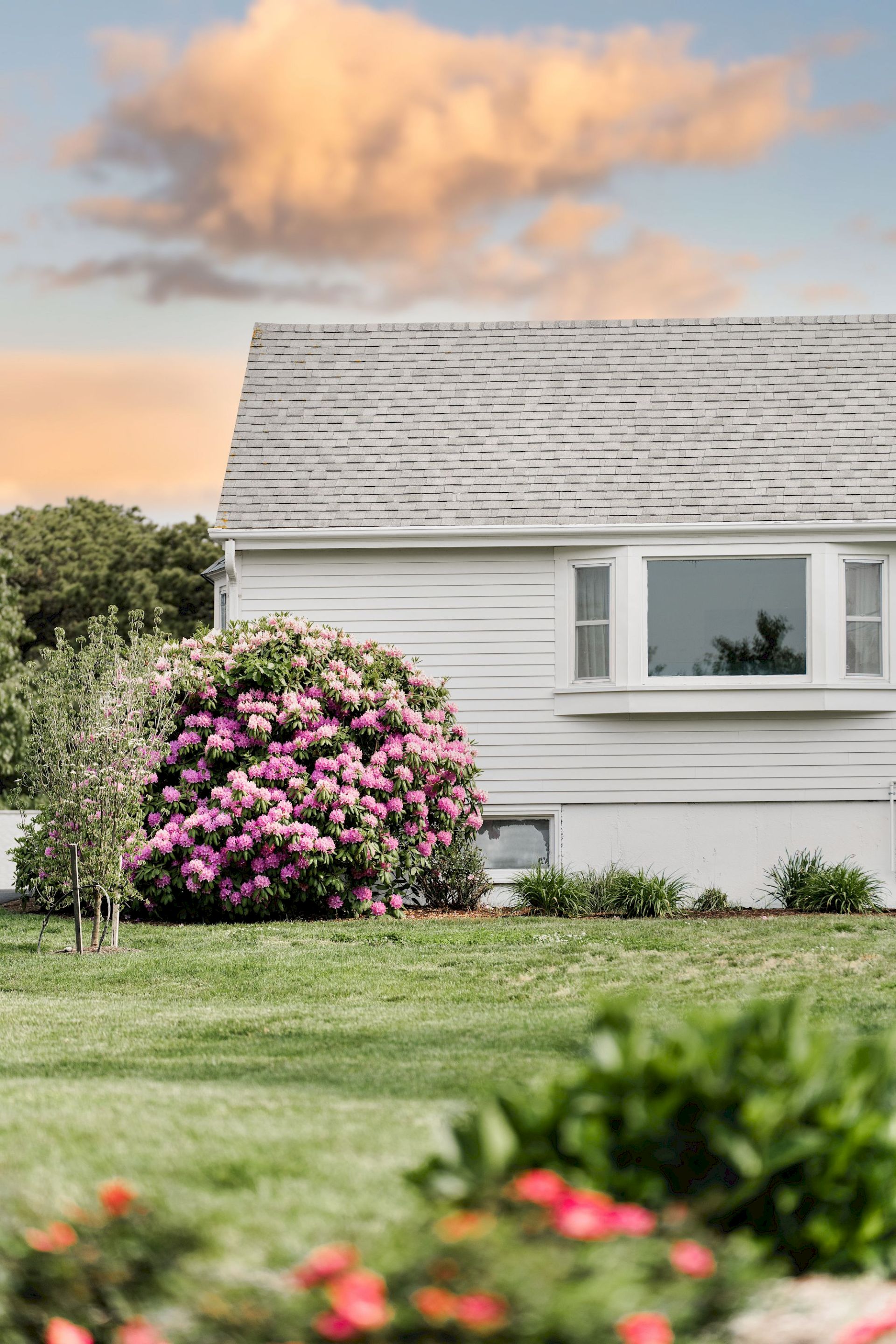 A cozy suburban house with a gray roof, white siding, a blooming pink shrub by the window, and a well-kept green lawn under a warm sky.